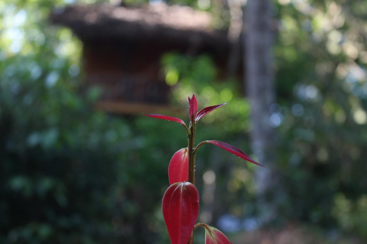 Tree House-Midigama Villa Weligama Dış mekan fotoğraf